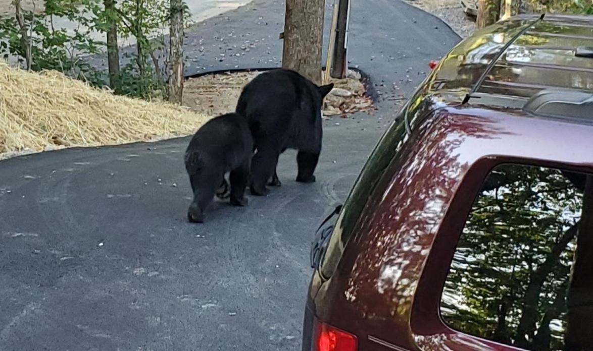 Can'T "Bear" To Leave Villa Sevierville Buitenkant foto