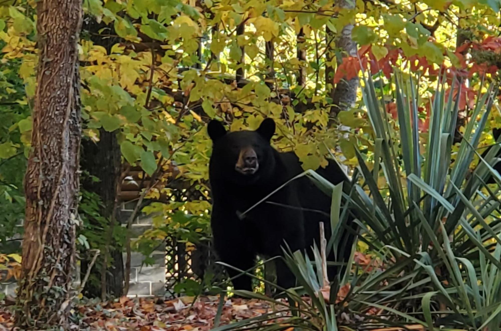 Can'T "Bear" To Leave Villa Sevierville Buitenkant foto